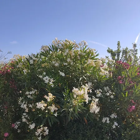 Hacienda Cabreras Lägenhet Villena